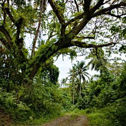 Natewa Bay Resort and Salt Lake area rainforest trees