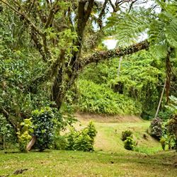 Natewa Bay Resort and Salt Lake area rainforest trees