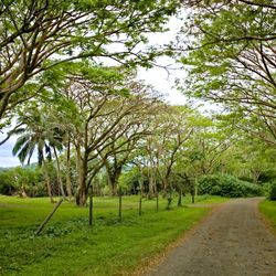 Natewa Bay - Salt Lake Road