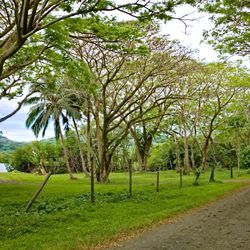 Natewa Bay - Salt Lake Road