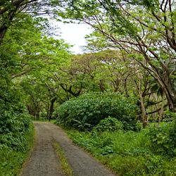 Natewa Bay - Salt Lake Road