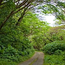 Natewa Bay - Salt Lake Road