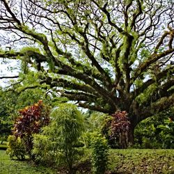 Natewa Bay Resort and Salt Lake area rainforest trees