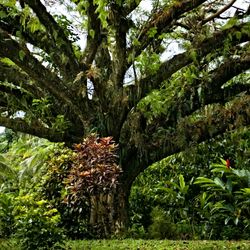 Natewa Bay Resort and Salt Lake area rainforest trees