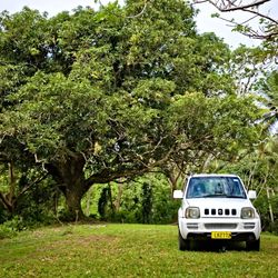 Natewa Bay Resort and Salt Lake area rainforest trees