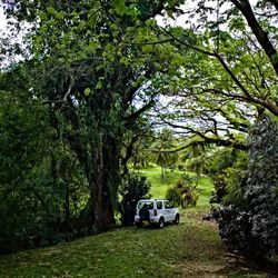 Natewa Bay Resort and Salt Lake area rainforest trees