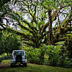 Natewa Bay Resort and Salt Lake area rainforest trees