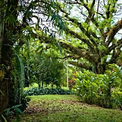 Natewa Bay Resort and Salt Lake area rainforest trees