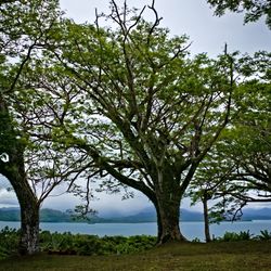 Natewa Bay Views